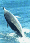 [Dolphin world from Gibraltar]